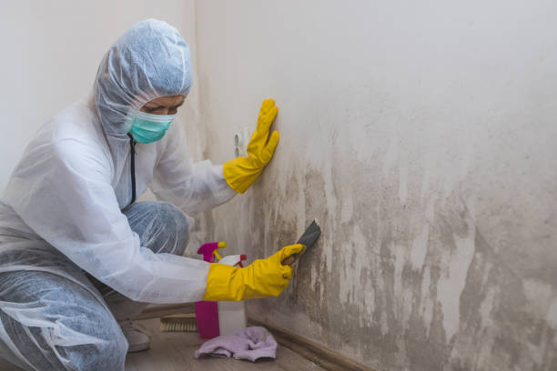 Best Commercial Mold Remediation in Traverse City, MI